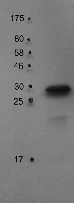 western blot using anti-PsbO2 antibodies